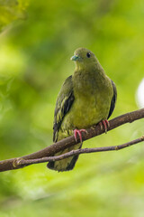 A Pink-necked Green Pigeon (Treron vernans) perched in a tree