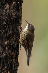 The White-throated Treecreeper (Cormobates leucophaea) dark gray-brown treecreeper with very pale throat and chest and its belly is strongly streaked white