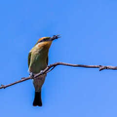A striking, colourful medium sized bird, with a long slim curved bill and a long tail with distinctive tail-streamers, known as a Rainbow Bee-eater (Merops ornatus)