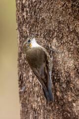 The White-throated Treecreeper (Cormobates leucophaea) dark gray-brown treecreeper with very pale throat and chest and its belly is strongly streaked white