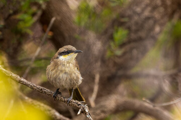 A medium-sized bird with an olive-brown back and pale grey underparts known as a Singing Honeyeater (Gavicalis virescens) perched on a branch