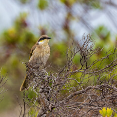 A medium-sized bird with an olive-brown back and pale grey underparts known as a Singing Honeyeater (Gavicalis virescens) perched on a branch