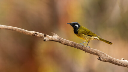 The White-eared Honeyeater (Lichenostomus leucotis) is a medium-sized, olive-brown honeyeater with distinctive white “ears”