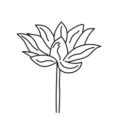 hand drawn Lotus flower, large bud in linear illustration. Isolate of an open water lily. Doodle drawing of lotus for invitations, stamps or stationery
