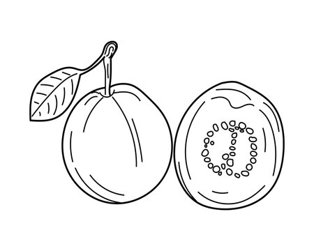 Hand drawn vector Guava. Linear Guava in vintage style. 
One and a half guaba fleshed guava fruits are isolated against a white background. doodle style design for coloring book.