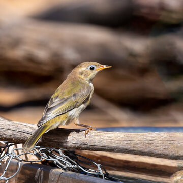 A Small Bird With A Plain Olive Green Body, A Brown Head And A Creamy Yellow Eye-ring Known As A Brown-headed Honeyeater (Melithreptus Brevirostris) Perched On A Branch