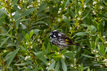Medium sized black and white bird, with a large yellow wing patch and yellow sides on the tail known as the New Holland Honeyeater (Phylidonyris novaehollandiae)