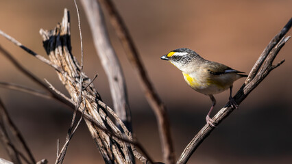 A very small, short-tailed bird known as a Striated Pardalote (Pardalotus striatus)