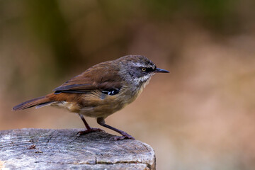 A small dark olive-brown bird, grey throat and dull red-brown flanks, belly and rump and distinctive white lines above and below the eye known as the White-browed Scrubwren (Sericornis frontalis)