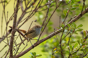 The Inland Thornbill (Acanthiza apicalis) is the common thornbill of inland Australia