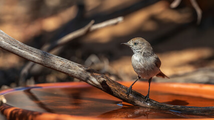 A small brownish gray bird with thin pointed bill and a vivid chestnut rump known as a Chestnut-rumped Thornbill (Acanthiza uropygialis) perched on a branch.