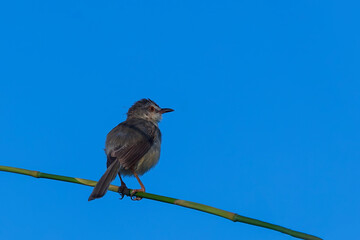 The Plain Prinia (Prinia inornata) also known as the plain wren-warbler or white-browed wren-warbler, is a small cisticolid warbler found in southeast Asia.
