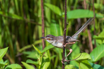 The Plain Prinia (Prinia inornata) also known as the plain wren-warbler or white-browed wren-warbler, is a small cisticolid warbler found in southeast Asia.