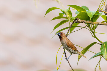 A small finch-like bird with scale-like feather markings on its breast and belly known as the Scaly-breasted Munia (Lonchura punctulata)