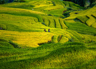 Amazing scenery of rice terraces in Northern Vietnam