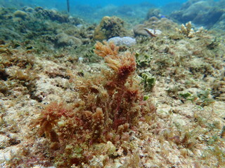Closeup with Asparagopsis seaweed which is a genus of edible red macroalgae. The species Asparagopsis taxiformis .