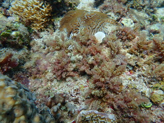Closeup with Asparagopsis seaweed which is a genus of edible red macroalgae. The species Asparagopsis taxiformis .