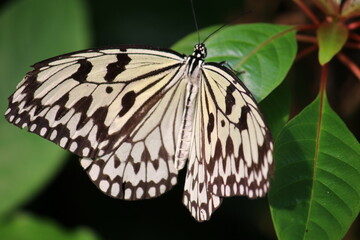 Schmetterling auf Blatt