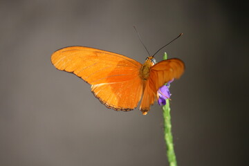 Schmetterling auf Blüte