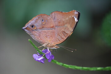 Schmetterling auf Bl&uuml;te