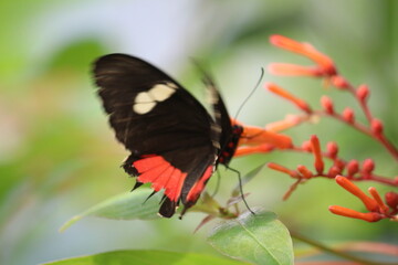 Schmetterling auf Blüte