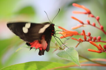 Schmetterling auf Bl&uuml;te