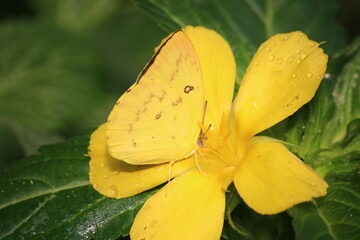 Schmetterling auf Bl&uuml;te