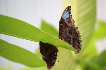 Schmetterlinge (Morphofalter)