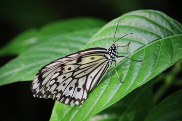 Schmetterling auf Blatt