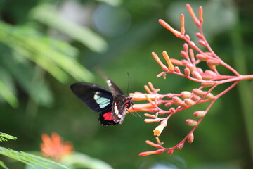 Schmetterling auf Bl&uuml;te