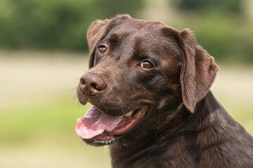 Head portrait of a chocolate brown labrador dog in summer outdoors