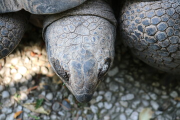 Riesenschildkr&ouml;te