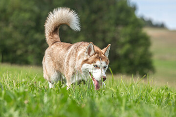 Portrait of a female brown siberian husky dog running across a meadow in summer outdoors