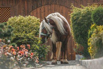 Portrait of a stunning south german draft horse stallion standing in a courtyard of a farm. This...