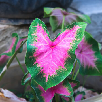 Alocasia Caladium, Keladi hias, elephen ear leaf with a combination of red in the middle and green on the sides. ornamental plant in the home with can also help purify the air and absorb toxins
