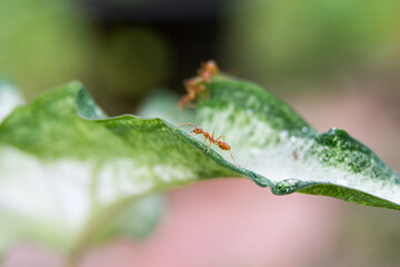 caterpillar on leaf