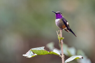 Fototapeta premium Purple-throated Woodstar (Calliphlox mitchellii). Hummingbird with colorful throat