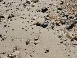 Fototapeta na wymiar 砂浜とサンゴ　sandy beach