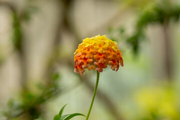 Plants from the botanical garden in Sofia
