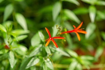 Plants from the botanical garden in Sofia