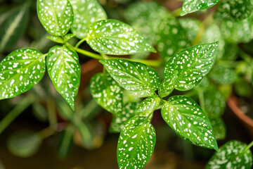 Plants from the botanical garden in Sofia
