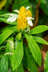 Fototapeta premium Plants from the botanical garden in Sofia