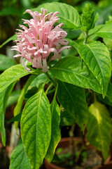 Plants from the botanical garden in Sofia