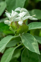 Plants from the botanical garden in Sofia