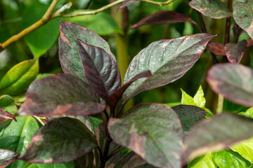 Plants from the botanical garden in Sofia