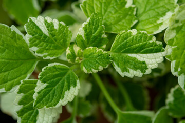 Plants from the botanical garden in Sofia