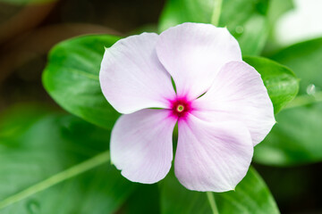Plants from the botanical garden in Sofia