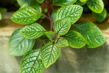 Plants from the botanical garden in Sofia
