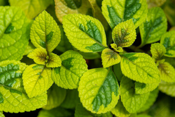 Plants from the botanical garden in Sofia