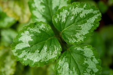 Plants from the botanical garden in Sofia